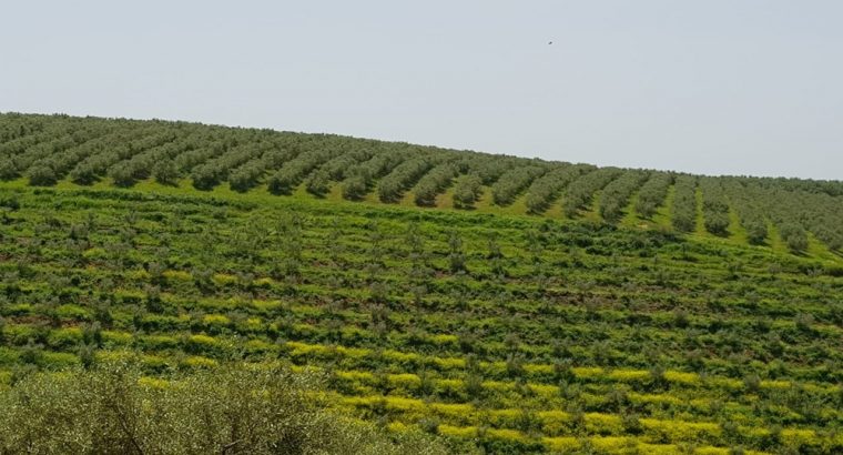مزرعة بمختلف الفواكه والاشجار المثمرة للبيع